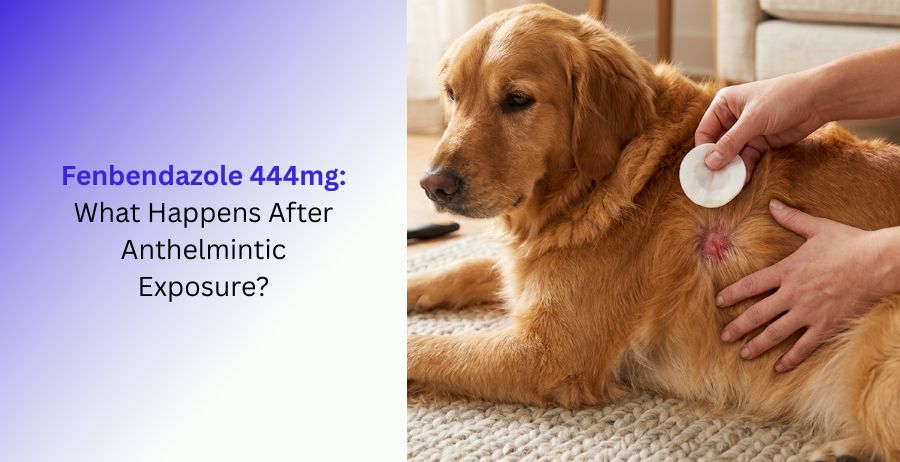 Fenbendazole 444mg Anthelmintic Exposure
